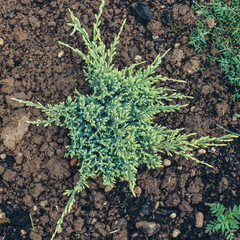 young plants in the garden