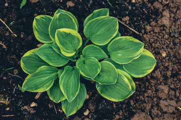 green plant in a pot