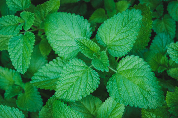 fresh balm plant  - Lemon Balm Herb garden