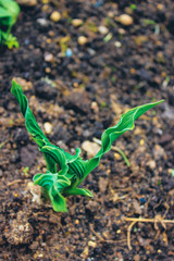 young plant in soil