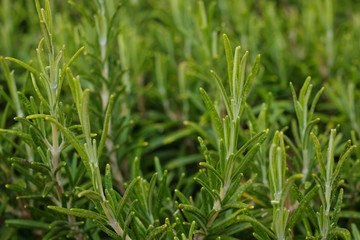 fresh rosemary plant growing in herbal garden