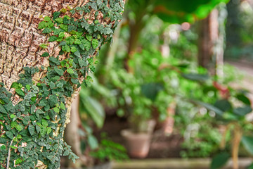 Liana on the palm tree trunk in the greenhouse.