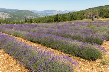 Obraz premium Lavender field in Provence, near Sault, France