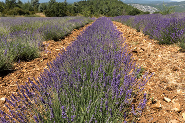 Lavender field in Provence, near Sault, France