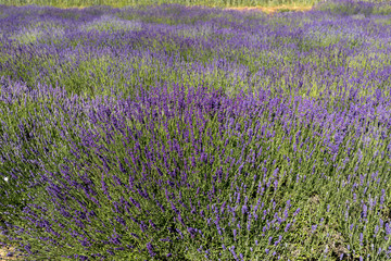  the blooming lavender flowers in Provence, near Sault, France