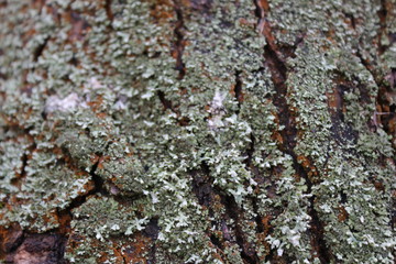 tree bark