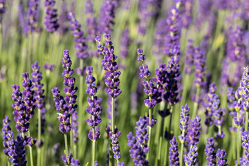 Fototapeta premium the blooming lavender flowers in Provence, near Sault, France