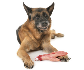 german shepherd and cut hand