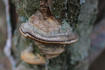mushrooms on trees