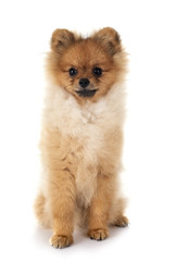 puppy pomeranian in studio