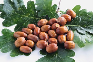 acorns of holm-oak tree- Quercus robur