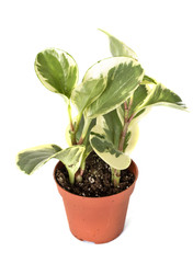 Peperomia obtusifolia in studio