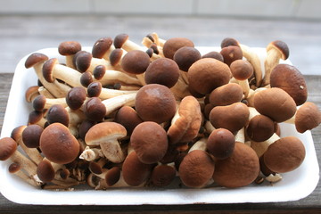 Funghi Pioppini, Hallimasch