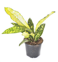 croton plant in studio © cynoclub