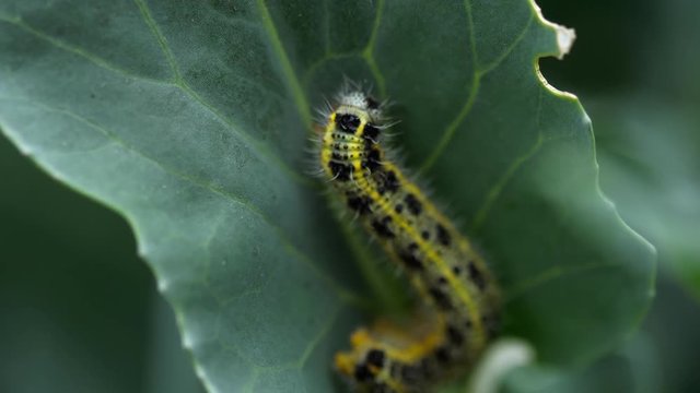 Pieris brassicae larva at the cabbage leaf