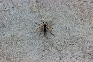 mosquito sucking blood on a background