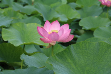 Fototapeta premium 蓮