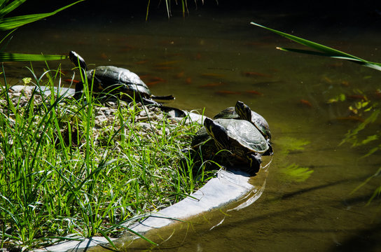 Tartarughe nello stagno