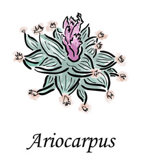 Ariocarpus