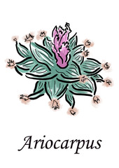 Ariocarpus Cactus