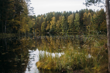 Obraz premium Autumn landscape in National park Nuuksio (Finland, Helsinki)