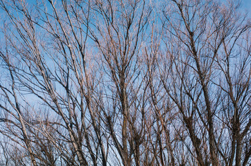 branches of a tree against blue sky