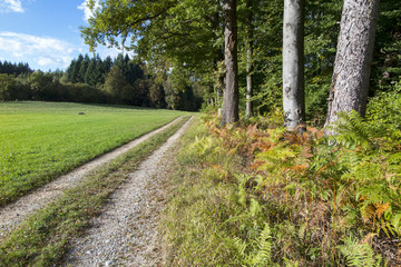 Obraz premium Herbstlicher Wald bei Allensbach