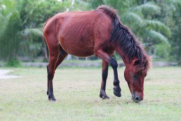 Fototapeta premium The horse eating grass in the field.