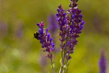 Bumblebee flies around a purple flower. Bumblebee flew up to a flower against the background of green nature. Bumblebee and purple flower. 