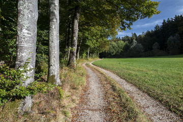 Fototapeta na wymiar Herbstlicher Wald bei Allensbach