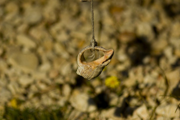 Sea shells in the form of scenery. Decoration on the beach for tourists in the form of sea shells. decor on the sea - shells against a blue sky and water. 
