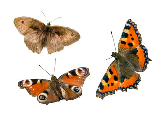 Schmetterlinge isoliert