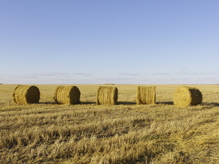 Fototapeta premium Hay bales on harvested fields in the fall.