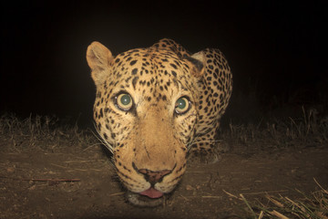 Leopard