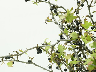 Black currant berries on the branches on a white background.