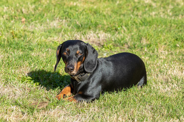 dachshund lying in the grass
