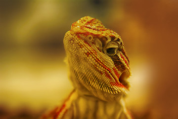 The chameleons on a nature background.