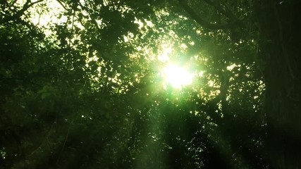 Sun Shines Through the Trees in the Forest.