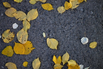 beautiful bright leaves on the road in the fall against the background of gray asphalt in the style of Vincent van Gogh