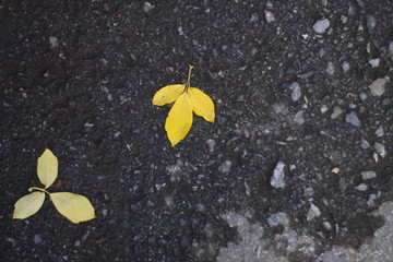 autumn yellow leaves on the background of the road