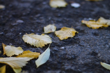 fallen yellow leaves on asphalt after rain