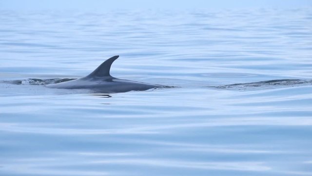 watching Bryde's whale swimming and eating plankton at Gulf of Thailand.