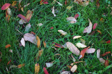fallen leaves in the green grass in autumn