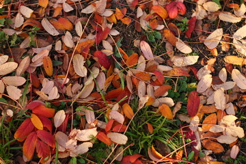 orange red autumn leaves on green grass background