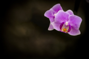 Purple Orchids for Backgrounds