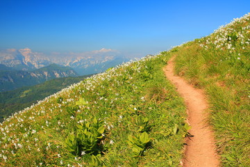 Daffodil mountain in Slovenia