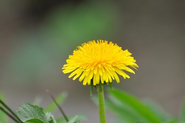 Löwenzahn im Garten