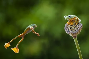 Afwasbaar fotobehang Jumping Frog © Dennis J Gaspersz