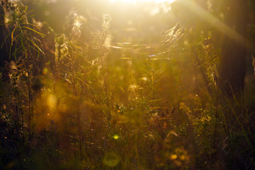 Grass and wildflowers at sunset