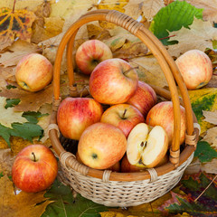 Naklejka na ściany i meble Red and yellow apples in a basket on a background of autumn leaves. One cut in half.